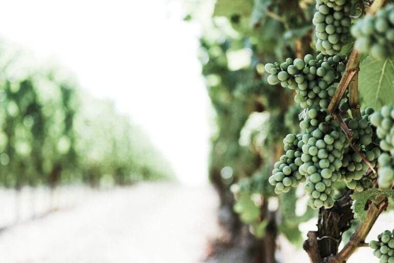 O Sabor do Vinho Novo - Pregação Cristã